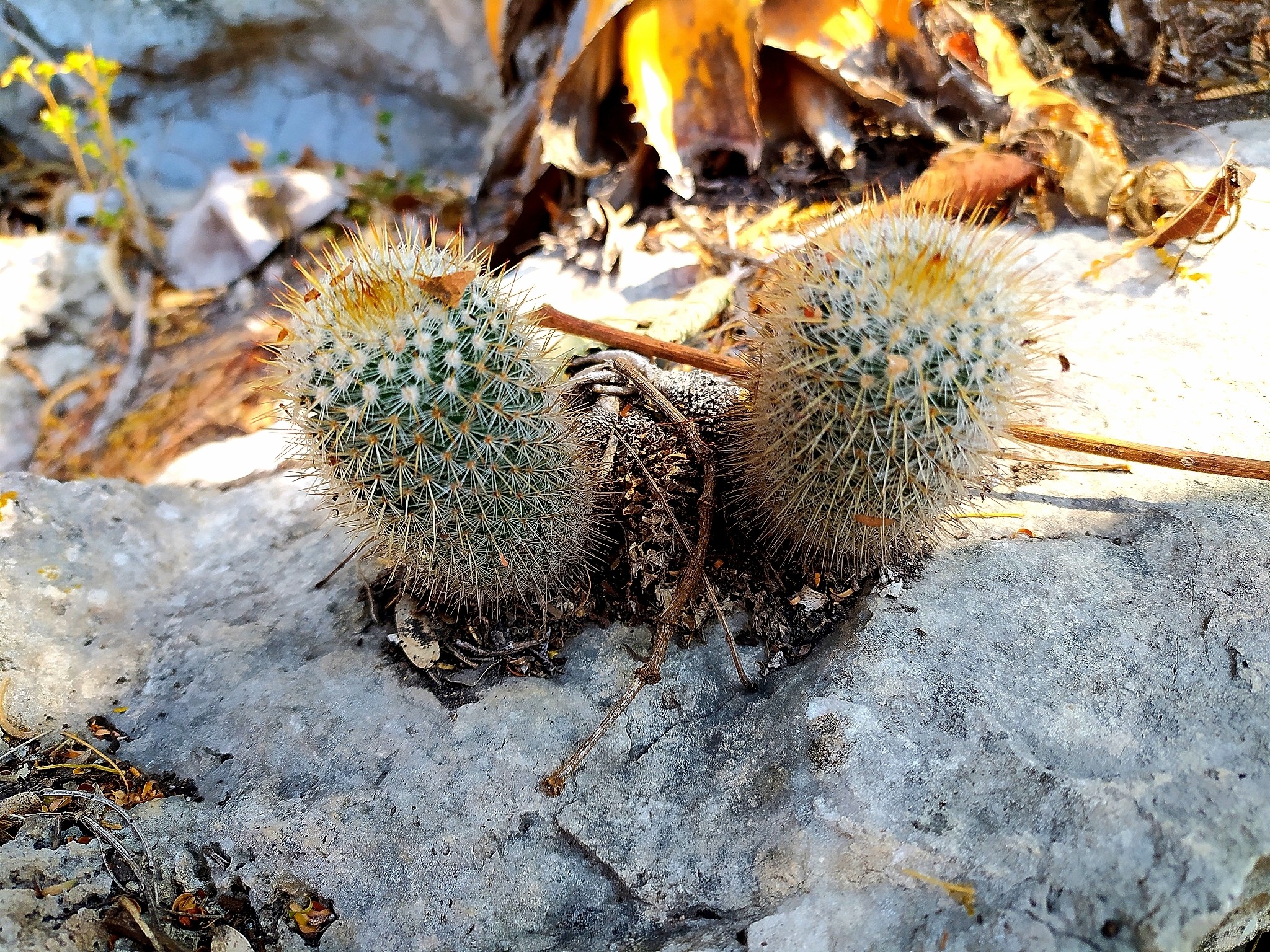 Mammillaria columbiana subsp. Yucatanensis